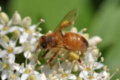 Apis mellifera